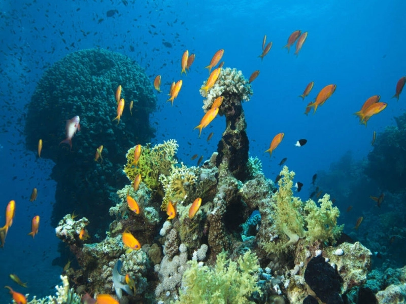 Vizesiz Mısır (Sharm)